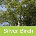 Bare Root Silver Birch Tree